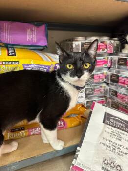 Halo -  Domestic Short Hair Cat for Adoption in Tucson, Arizona - Halo | PetCurious