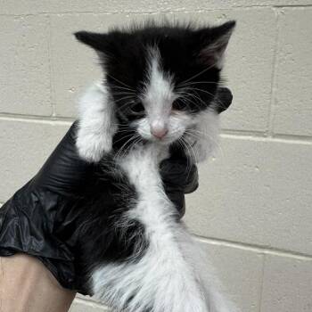 Sashay -  Domestic Short Hair Cat for Adoption in Reno, Nevada - Sashay | PetCurious
