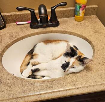 JOSIE -  Domestic Short Hair Cat for Adoption in Omaha, Nebraska - JOSIE | PetCurious