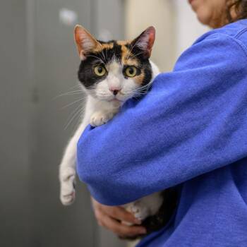 Calico Cats Available for Adoption in Hamilton Township, New Jersey - SADIE MAE | PetCurious