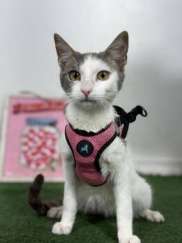 Vinho-One of our Amazing Rescue Cats -  Turkish Van and American Shorthair Cat for Adoption in Carlsbad, California - Vinho-One Of Our Amazing Rescue Cats | PetCurious