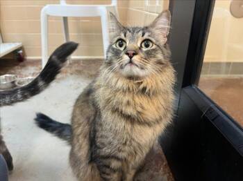 OLLIE -  Domestic Medium Hair Cat for Adoption in Santa Fe, New Mexico - OLLIE | PetCurious