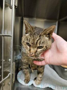 Domestic Medium Hair Cats Available for Adoption - Bug | PetCurious