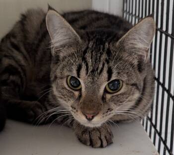 Rescue American Bobtail Cats for Adoption in St. Augustine, Florida - Curiosity | PetCurious