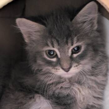 Scooby -  Domestic Short Hair Cat for Adoption in Reno, Nevada - Scooby | PetCurious