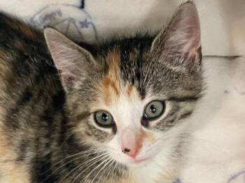 Meredith -  Domestic Short Hair Cat for Adoption in Westfield, New York - Meredith | PetCurious