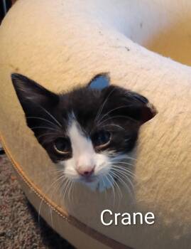 Crane at Elyria Petco -  Domestic Short Hair Cat for Adoption in Elyria, Ohio - Crane At Elyria Petco | PetCurious