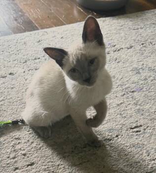 Seven -  Siamese Cat for Adoption in Hammond, Indiana - Seven | PetCurious