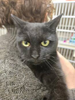 Prettina -  Domestic Short Hair Cat for Adoption in New Rochelle, New York - Prettina | PetCurious