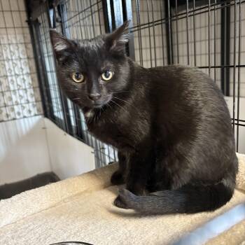 Domestic Short Hair Cats Available for Adoption in Carson City, Nevada - Soot | PetCurious
