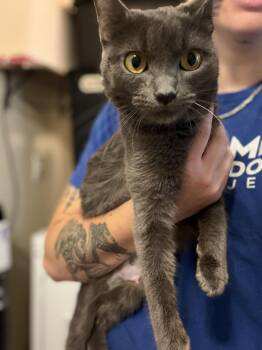 Dove -  Domestic Short Hair Cat for Adoption in Felton, Pennsylvania - Dove | PetCurious