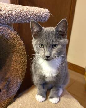 Rescue Domestic Short Hair Cats for Adoption in La Canada Flintridge, California - Sterling Bonded Pair With Silver | PetCurious