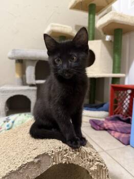 Crunchwrap Supreme -  Domestic Short Hair Cat for Adoption in Omaha, Nebraska - Crunchwrap Supreme | PetCurious