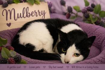 Domestic Short Hair Cats Available for Adoption in Greenville, Delaware - Mulberry (FCID# 05/12/2026 - 33 Trainer) | PetCurious