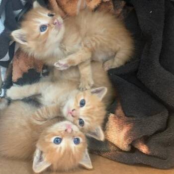 Charlie -  Domestic Medium Hair Cat for Adoption in Asheville, North Carolina - Charlie | PetCurious