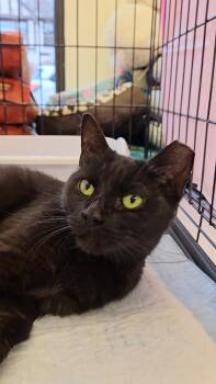Rescue Domestic Short Hair Cats for Adoption in New York, New York - Brownie N ~ Soft And Sweet! | PetCurious
