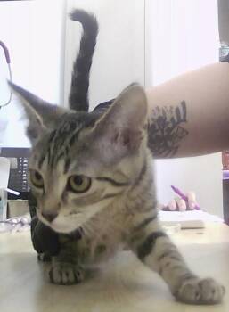 Jacinda -  Domestic Short Hair Cat for Adoption in Dayton, Minnesota - Jacinda | PetCurious