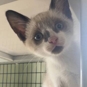 Domestic Short Hair Cats Available for Adoption in Freeport, Florida - Shine | PetCurious