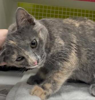 Still Standing -  Domestic Short Hair Cat for Adoption in Kansas City, Missouri - Still Standing | PetCurious