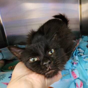 Cere -  Domestic Medium Hair Cat for Adoption in Walker, Michigan - Cere | PetCurious