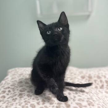 Charm--In Foster -  Domestic Short Hair Cat for Adoption in Fargo, North Dakota - Charm--In Foster | PetCurious