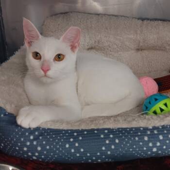 Snowball -  American Shorthair Cat for Adoption in Jupiter, Florida - Snowball | PetCurious