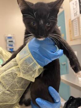 PASCUA -  Domestic Short Hair Cat for Adoption in Las Vegas, Nevada - PASCUA | PetCurious