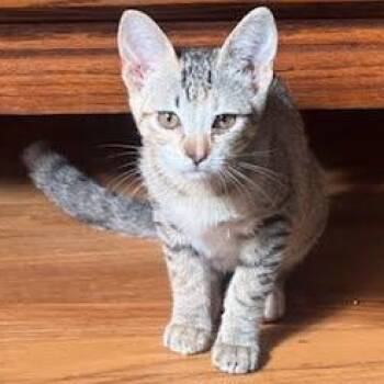 Honey Uncrustables -  Tabby and Domestic Short Hair Cat for Adoption in Sacramento, California - Honey Uncrustables | PetCurious