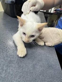 Glazed -  Siamese and Domestic Short Hair Cat for Adoption - Glazed | PetCurious