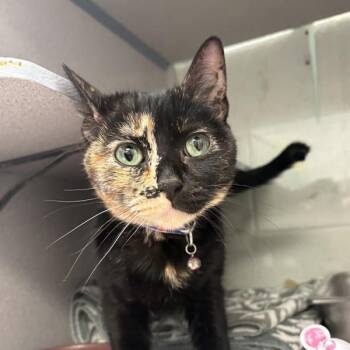 Domestic Short Hair Cats Available for Adoption in Salt Lake City, Utah - *Piper* | PetCurious