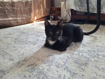 Lolita -  Domestic Short Hair Cat for Adoption in Twin Falls, Idaho - Lolita | PetCurious