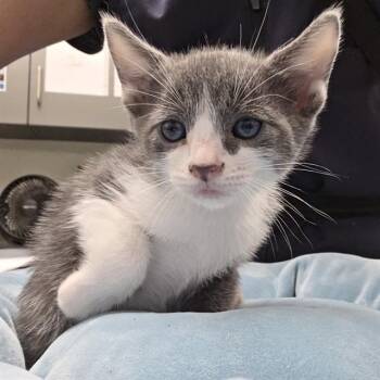 OCEAN -  Domestic Short Hair Cat for Adoption in Ontario, California - OCEAN | PetCurious
