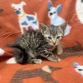 Domestic Short Hair Cats Available for Adoption - Sweet Pea | PetCurious