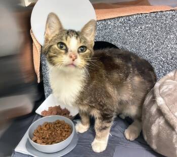 Spencer -  Domestic Short Hair Cat for Adoption in Nashville, Tennessee - Spencer | PetCurious