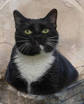 Rescue Tuxedo Cats for Adoption in Belton, Missouri - Gertie | PetCurious