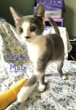 Guac -  Domestic Short Hair Cat for Adoption in Morehead, Kentucky - Guac | PetCurious