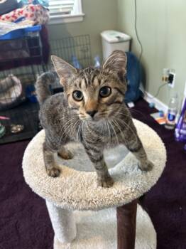 Leo -  Domestic Short Hair Cat for Adoption in Lincoln Park, New Jersey - Leo | PetCurious