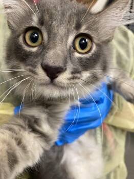 MEOWCHAEL -  Domestic Medium Hair Cat for Adoption in Las Vegas, Nevada - MEOWCHAEL | PetCurious