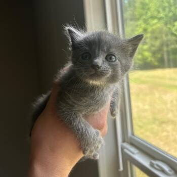 Domestic Short Hair Cats Available for Adoption in Montgomery, Alabama - Carla | PetCurious
