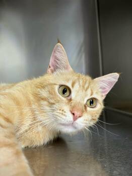 Jimbo -  Domestic Short Hair Cat for Adoption in Sanford, North Carolina - Jimbo | PetCurious