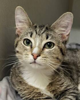 Domestic Short Hair Cats Available for Adoption - Walter | PetCurious