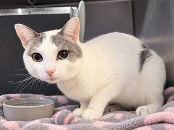 Bionica -  Domestic Short Hair Cat for Adoption in New York, New York - Bionica | PetCurious