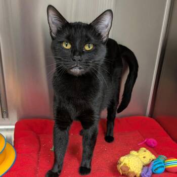Sylvie -  Domestic Short Hair Cat for Adoption in Hannibal, Missouri - Sylvie | PetCurious