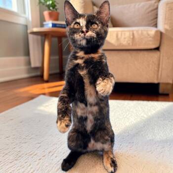 Mitzi -  Domestic Short Hair Cat for Adoption in Tulsa, Oklahoma - Mitzi | PetCurious
