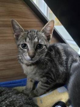 Ruth -  Domestic Short Hair Cat for Adoption in Savannah, Georgia - Ruth | PetCurious