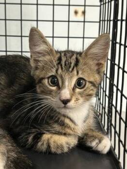 Binx -  Domestic Short Hair Cat for Adoption in Largo, Florida - Binx | PetCurious