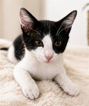 COMET -  Domestic Short Hair Cat for Adoption in San Jose, California - COMET | PetCurious