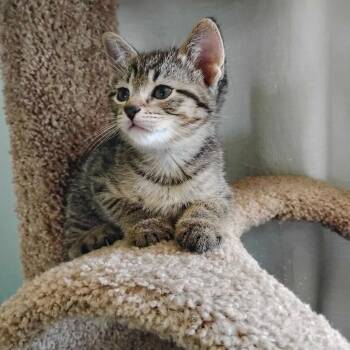 Robin -  Domestic Short Hair Cat for Adoption in Toronto, Ontario - Robin | PetCurious
