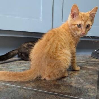Goggles -  Domestic Short Hair Cat for Adoption in La Grange, Kentucky - Goggles | PetCurious