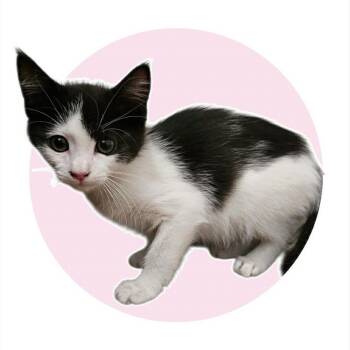 Domestic Short Hair Cats Available for Adoption in Albuquerque, New Mexico - Cleo | PetCurious